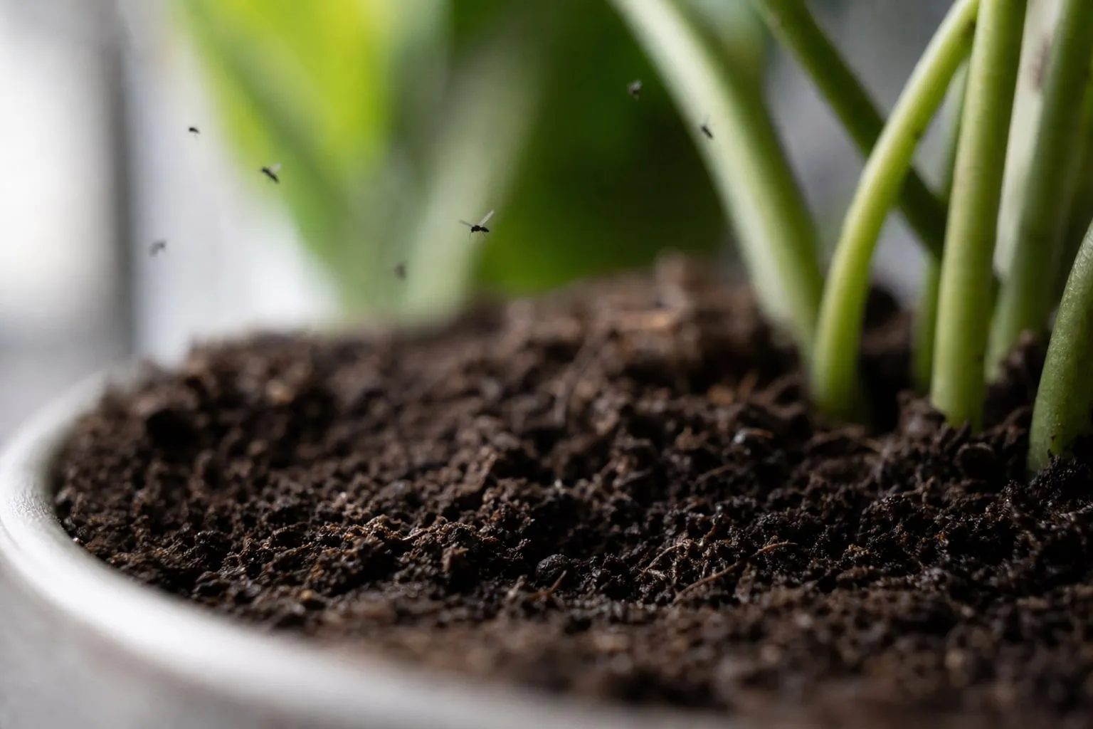 Gros plan sur le terreau humide d'une plante d'intérieur en pot, avec plusieurs petites mouches noires volant juste au-dessus de la surface.