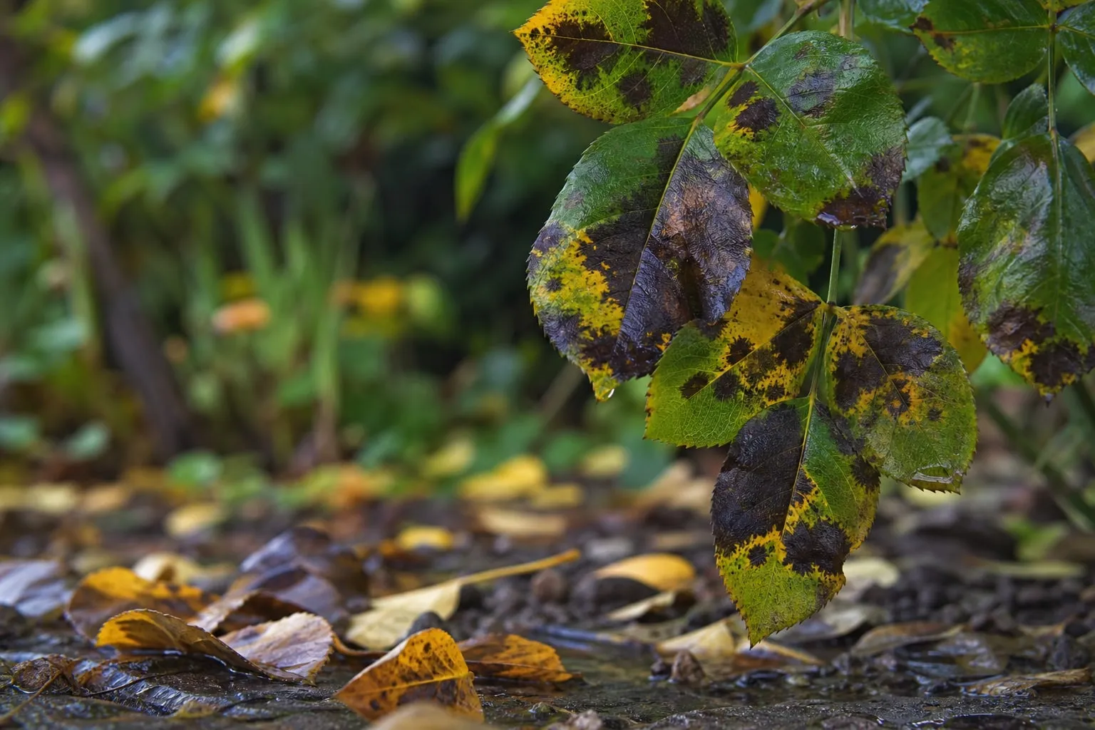 Gros plan sur des feuilles de rosier couvertes de taches noires caractéristiques du marsonia, avec des bordures jaunies.
