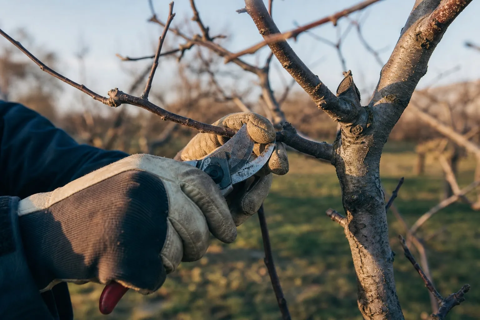 Mains gantées taillant au sécateur une branche nue de pommier en hiver, verger flou en arrière-plan, lumière rasante de fin d'après-midi.
