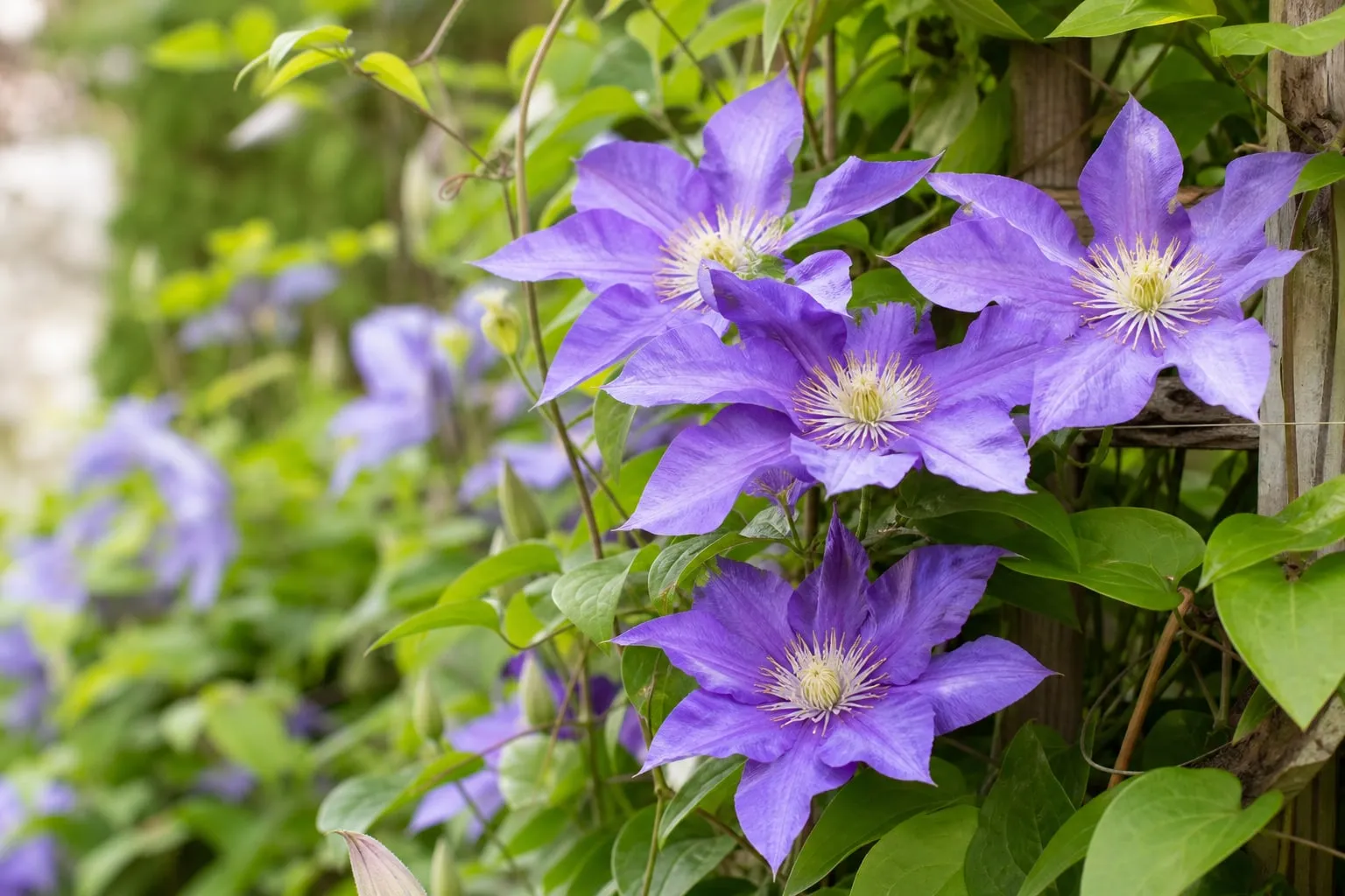 Gros plan sur une clématite en fleurs violettes grimpant sur un treillage.