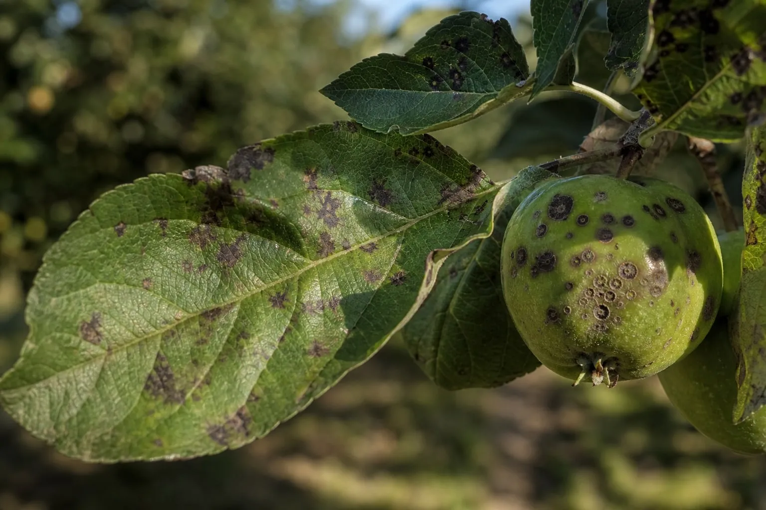 Gros plan sur une feuille et un fruit de pommier marqués de taches brun olive et de crevasses liégeuses caractéristiques de la tavelure.